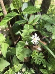 Stellaria pubera