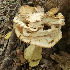 Pleurotus levis