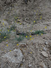 Linaria spartea