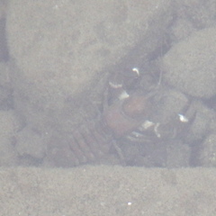 Pacifastacus leniusculus