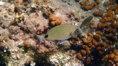 Diplodus sargus