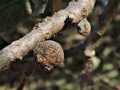 Burnettweldia washingtonensis