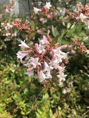 Abelia