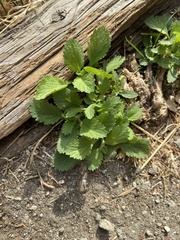 Verbena lasiostachys