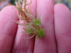 Sphagnum