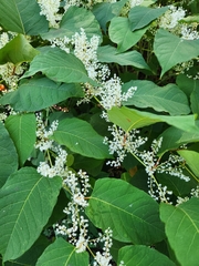 Reynoutria sachalinensis