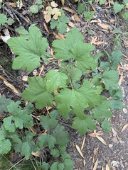Ribes sanguineum