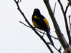 Icterus prosthemelas