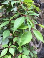 Parthenocissus quinquefolia