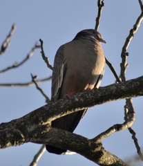 Patagioenas picazuro