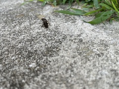 Platydracus maculosus