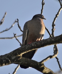 Patagioenas picazuro