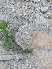 Campanula rapunculus