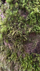 Rhytidiadelphus loreus