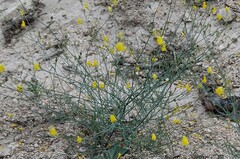 Linaria spartea