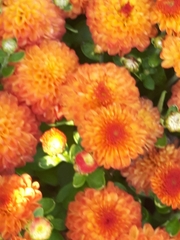 Tagetes patula