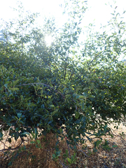 Alnus rhombifolia