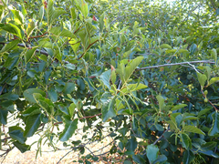 Alnus rhombifolia