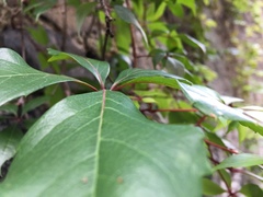 Parthenocissus quinquefolia