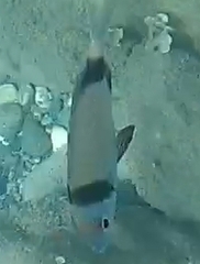 Diplodus vulgaris