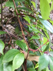 Parthenocissus quinquefolia