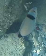 Diplodus vulgaris