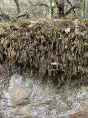 Dendroalsia abietina