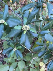 Frangula californica