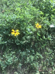 Rudbeckia