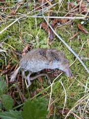 Sorex cinereus