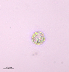 Heliozoa