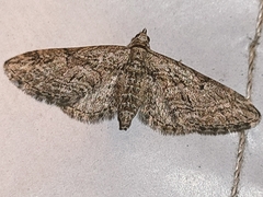 Eupithecia icterata