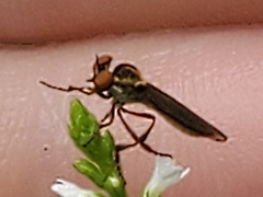 Holcocephala
