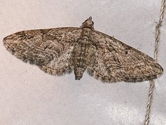 Eupithecia icterata