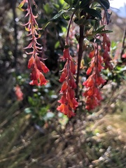 Ribes lehmannii