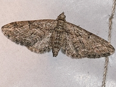Eupithecia icterata