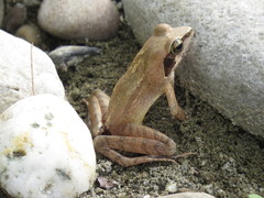 Rana longicrus
