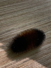 Pyrrharctia isabella