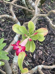 Adenium