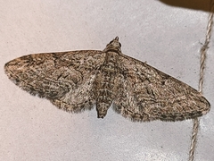 Eupithecia icterata