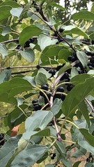 Rhamnus cathartica