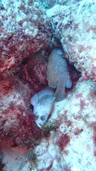 Rypticus saponaceus