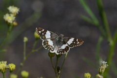 Heliopetes domicella