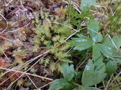 Aulacomnium palustre