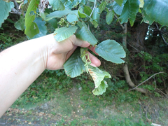Alnus rhombifolia