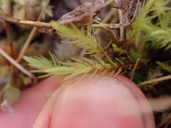 Aulacomnium palustre