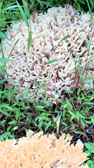 Sparassis spathulata