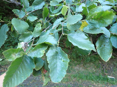 Alnus rhombifolia