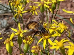 Paradejeania rutilioides