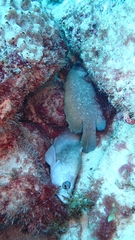 Rypticus saponaceus